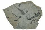 Pennsylvanian Fern (Neuropteris) Fossil - Kentucky #255679-1